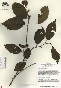 Image of Corylus fargesii