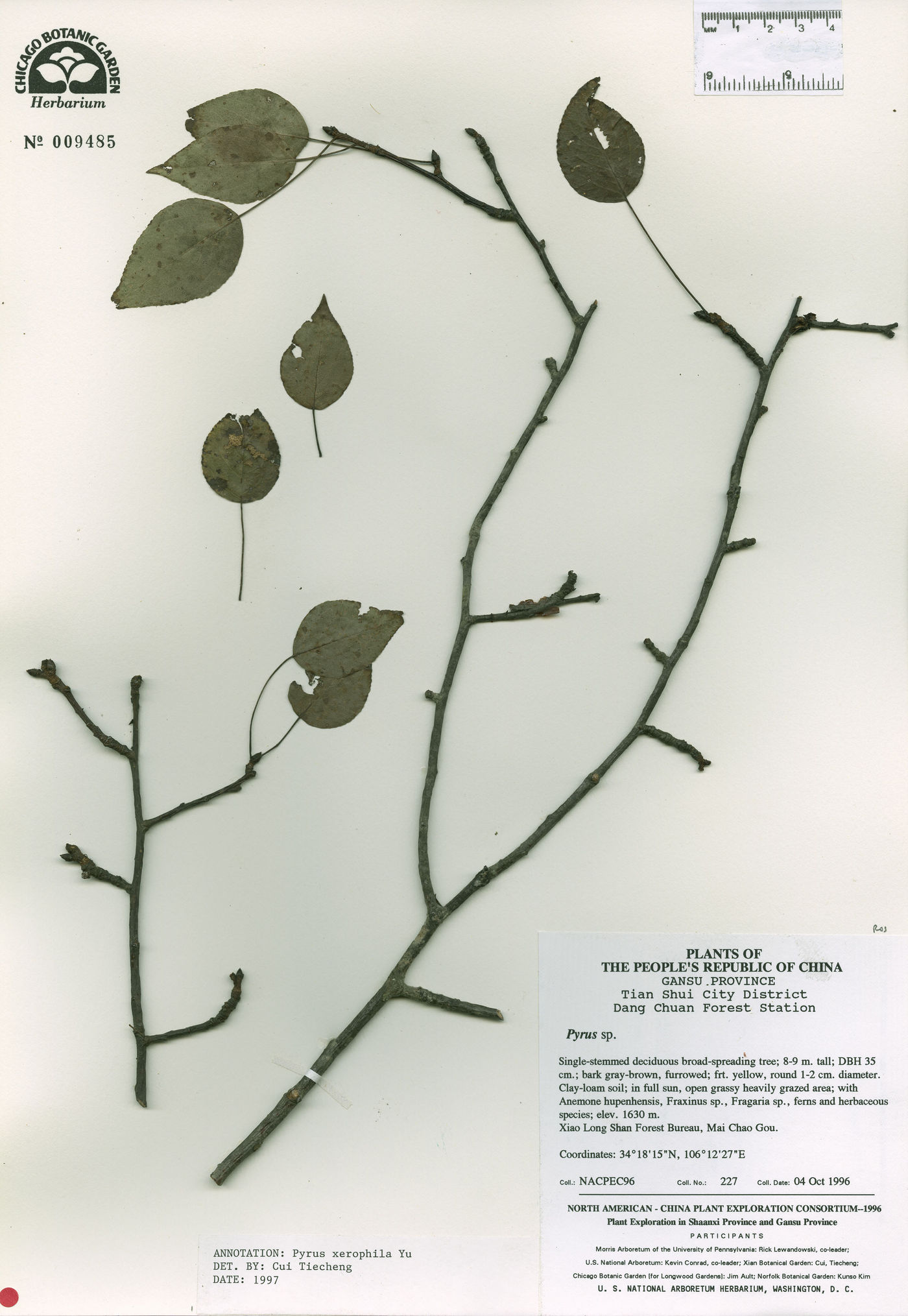 Pyrus xerophila image
