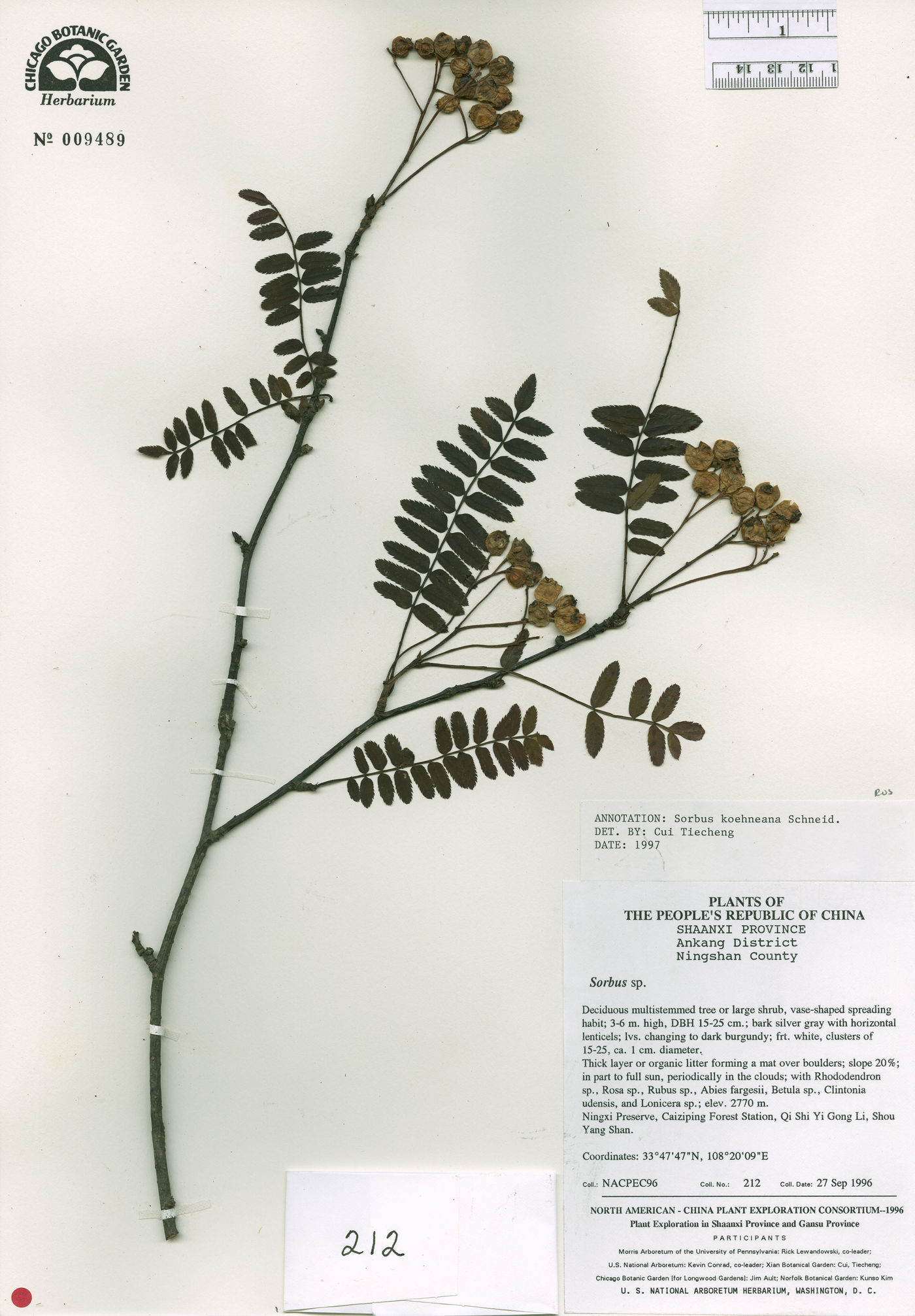 Sorbus koehneana image