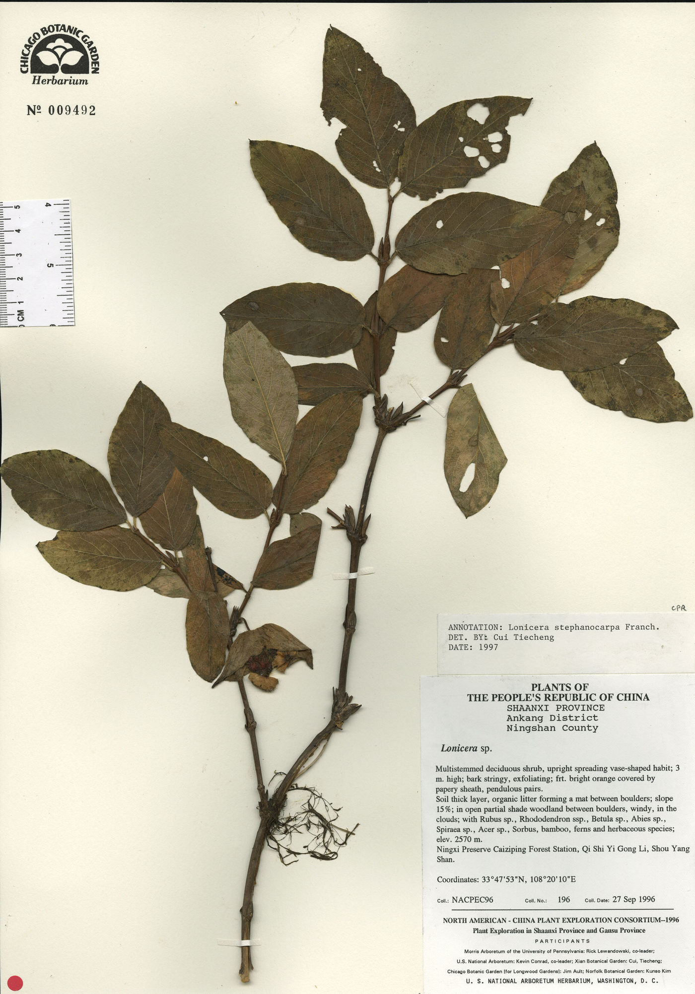 Lonicera stephanocarpa image