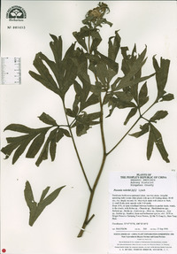 Paeonia anomala subsp. veitchii image