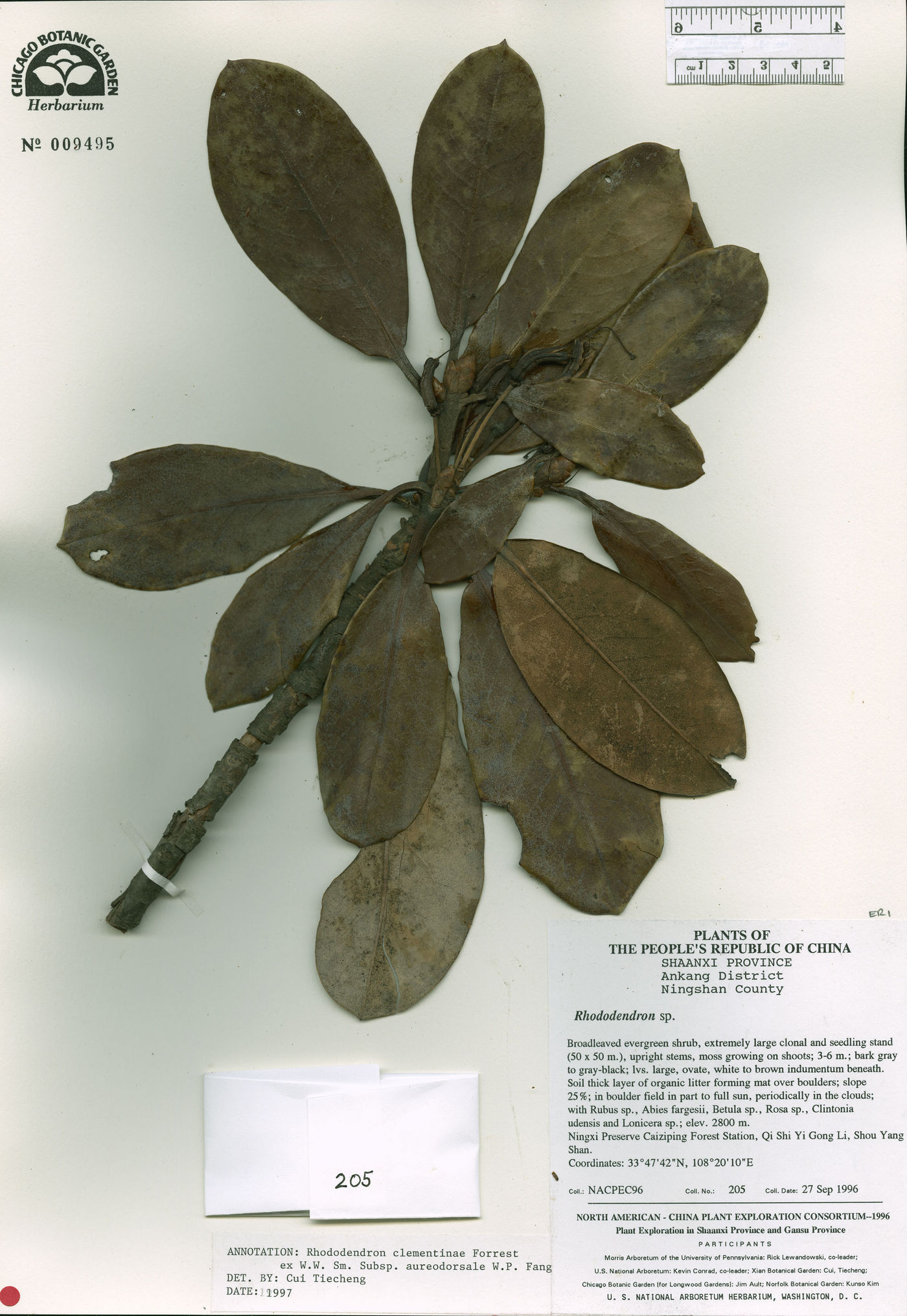 Rhododendron clementinae subsp. aureodorsale image