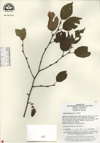 Betula albosinensis image