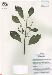 Euonymus grandiflorus image