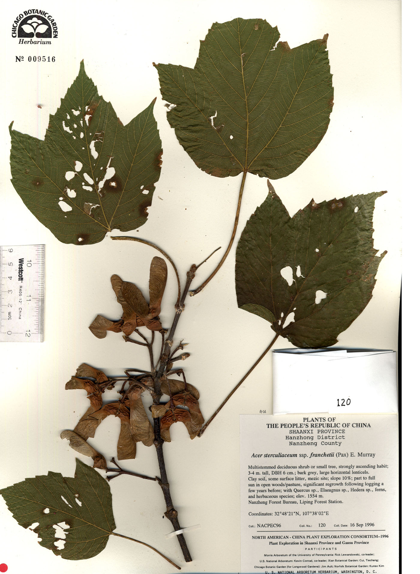 Acer sterculiaceum subsp. franchetii image