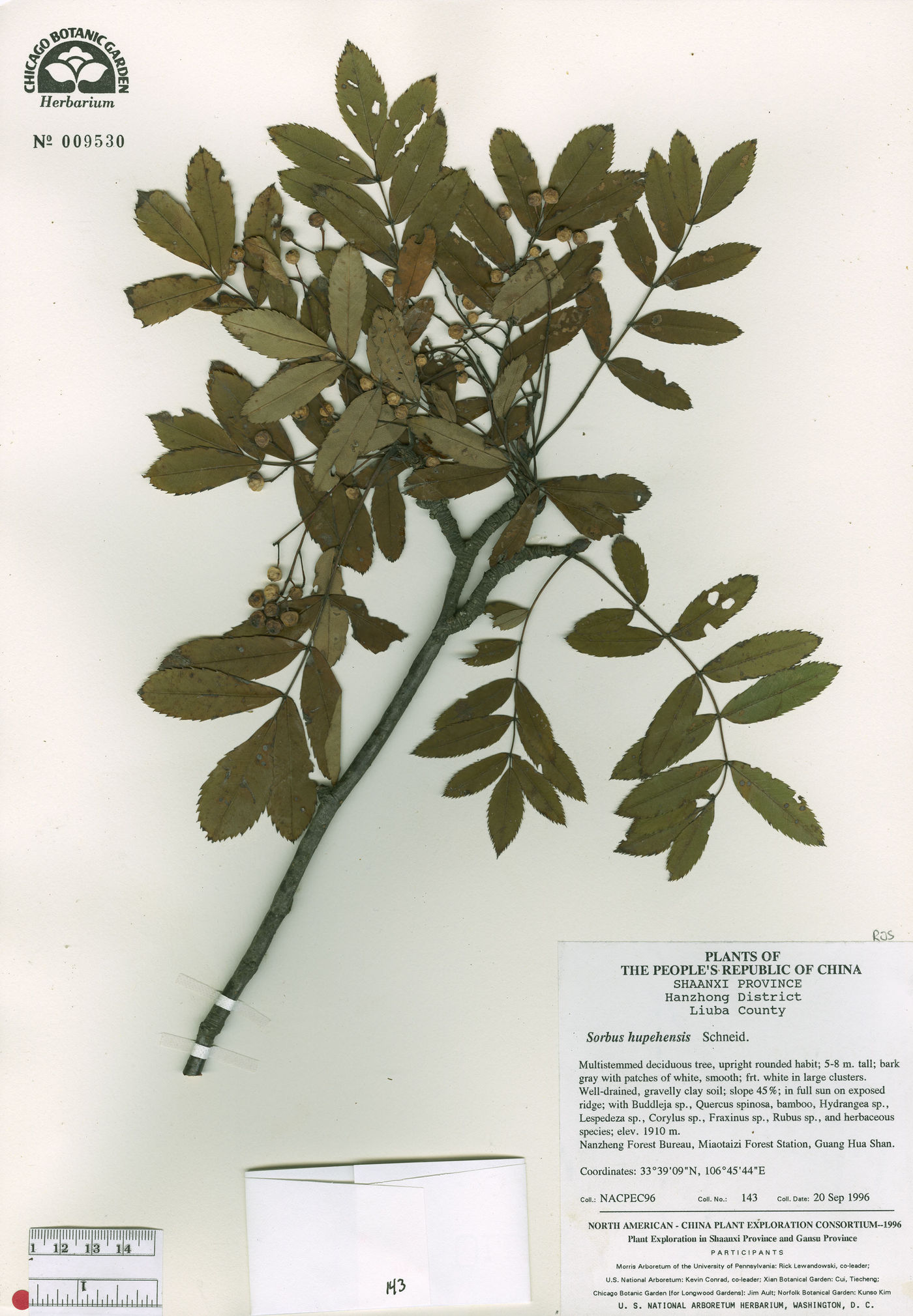 Sorbus hupehensis image