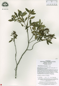 Rhododendron micranthum image