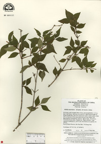 Abelia macrotera image