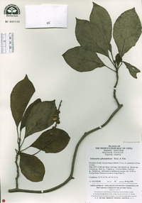 Schisandra sphenanthera image