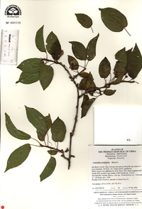 Image of Actinidia tetramera