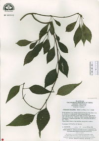 Schisandra lancifolia image
