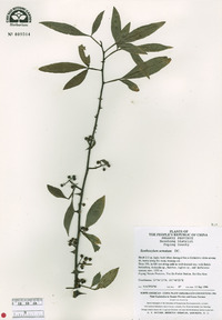 Zanthoxylum armatum image