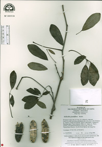 Stauntonia grandiflora image