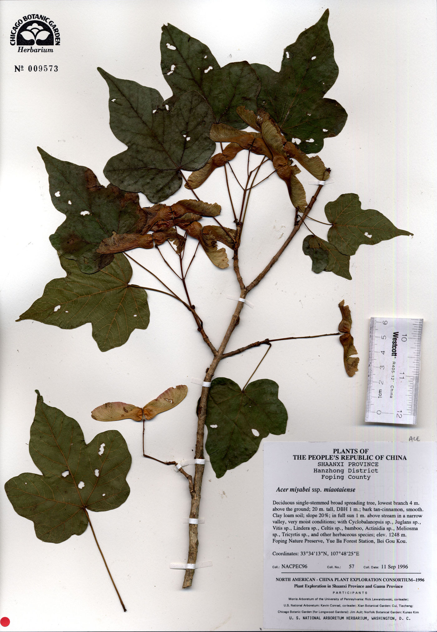 Acer miyabei subsp. miaotaiense image