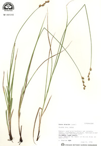 Carex brevior image