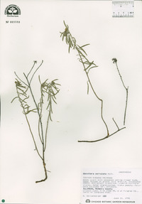 Oenothera serrulata image