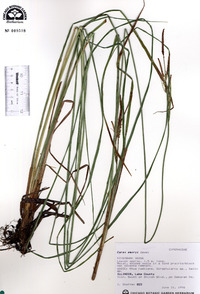 Carex emoryi image