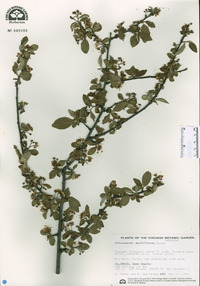 Cotoneaster multiflora image