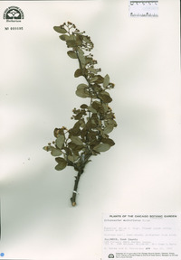 Cotoneaster multiflora image