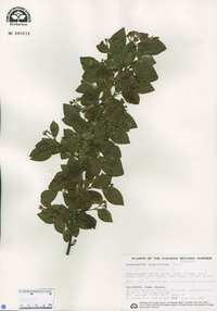 Cotoneaster acutifolius image
