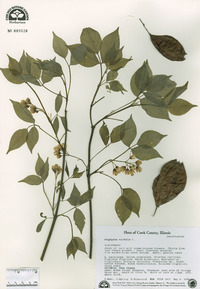 Staphylea trifolia image