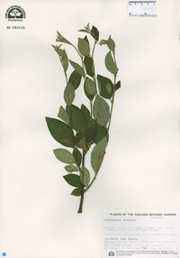 Cotoneaster bullatus image