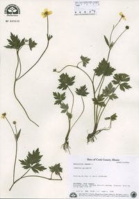 Ranunculus repens image