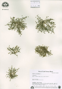 Sagina procumbens image