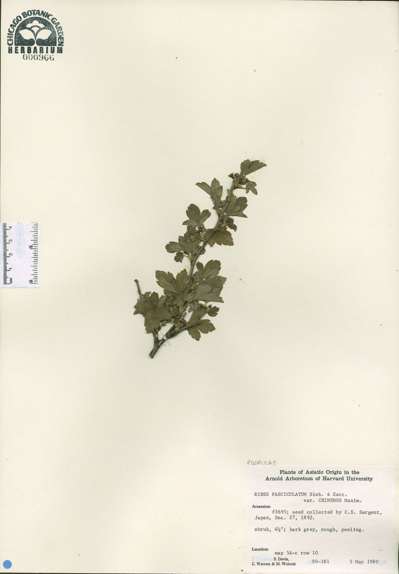 Ribes fasciculatum var. chinense image