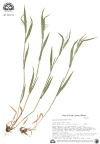 Dichanthelium villosissimum var. praecocius image