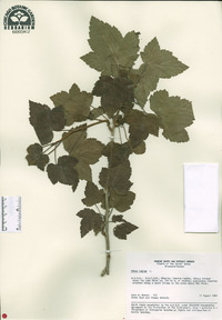 Ribes nigrum image