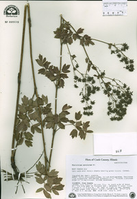 Thalictrum amphibolum image