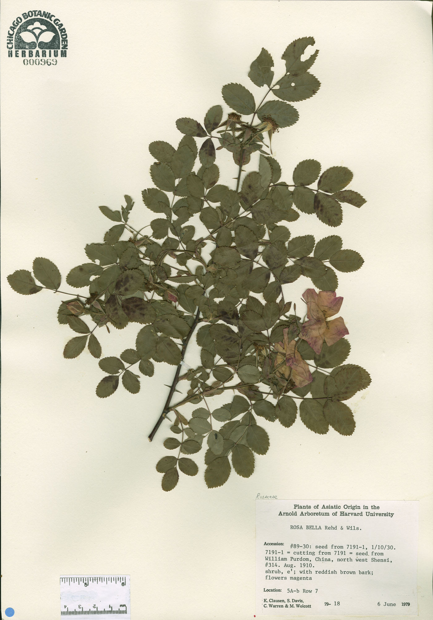 Rosa bella image