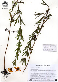 Coreopsis palmata image