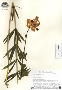 Lilium michiganense image