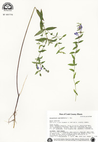 Scutellaria galericulata image