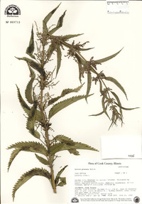 Urtica gracilis image