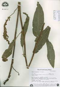 Rumex altissimus image