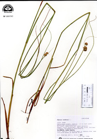 Juncus nodosus image