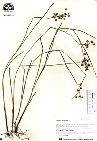 Juncus nodosus image