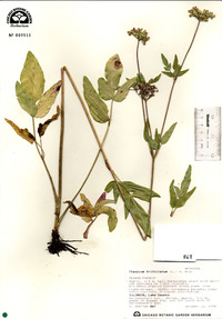 Thaspium trifoliatum image