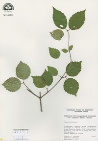 Viburnum rafinesqueanum image