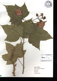 Rubus odoratus image