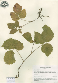 Rubus saxatilis image