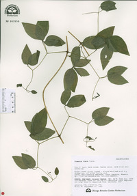 Clematis fusca image