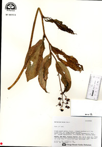 Maianthemum japonicum image