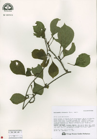 Schisandra chinensis image