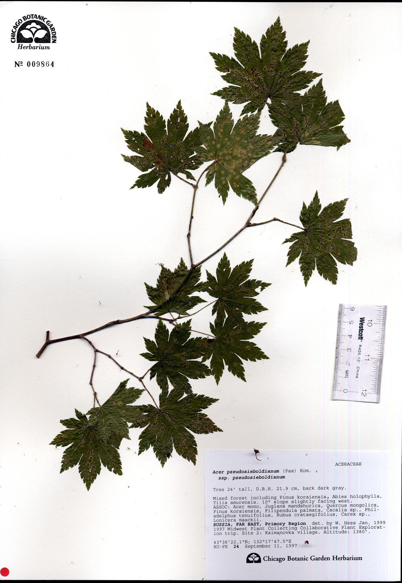 Acer pseudosieboldianum subsp. pseudosieboldianum image