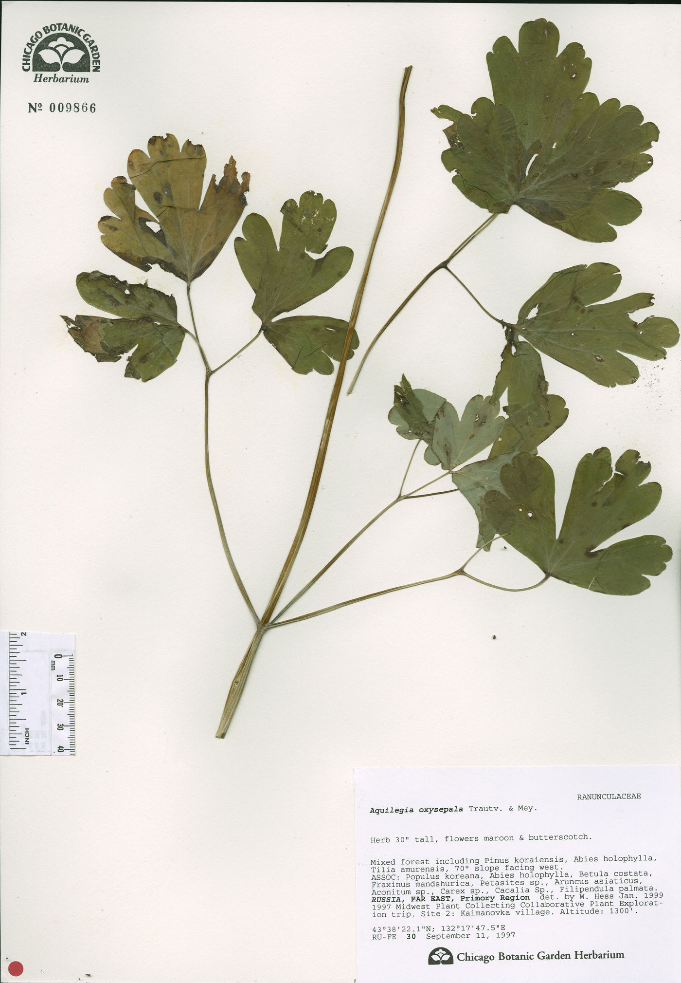 Aquilegia oxysepala image