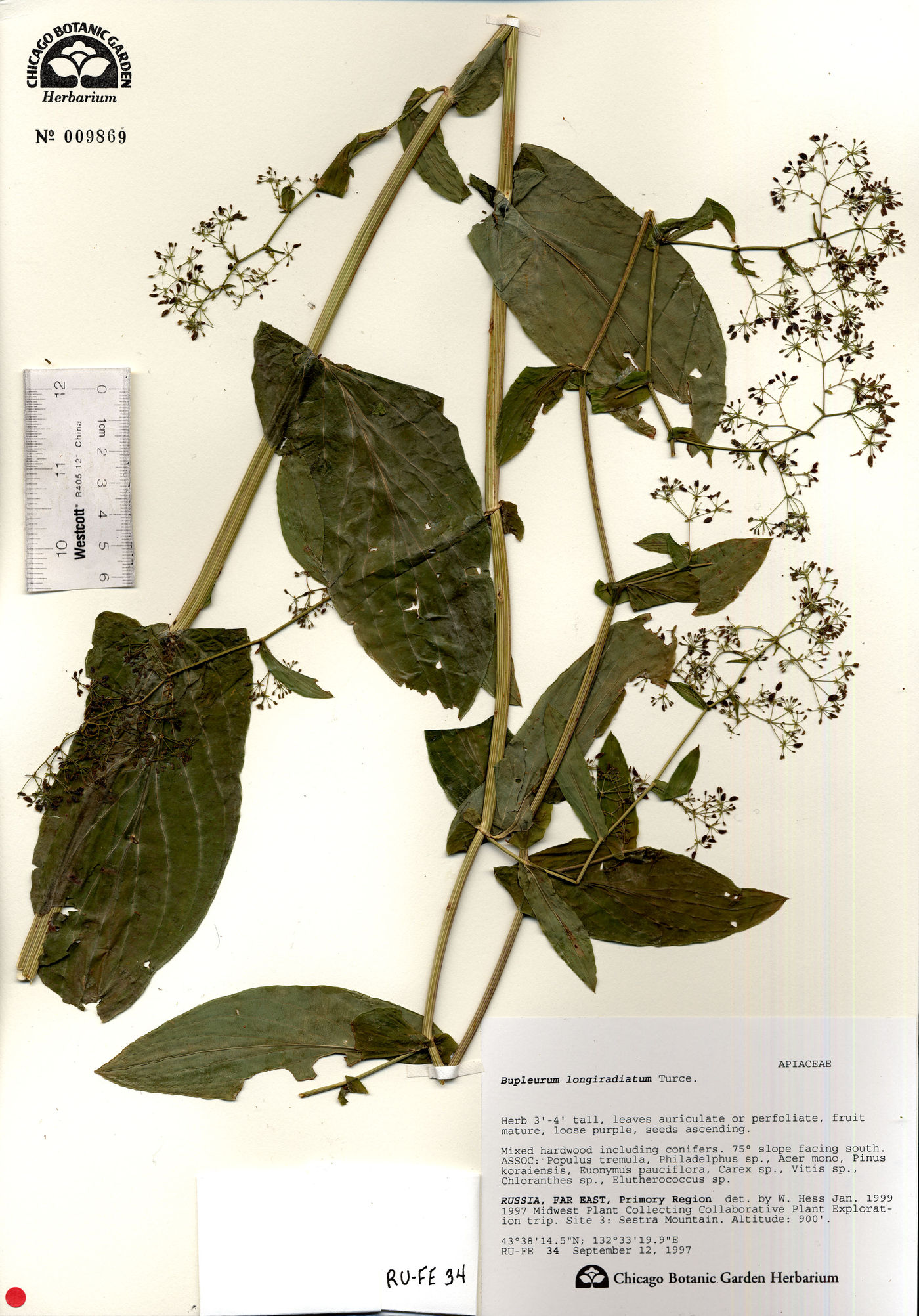 Bupleurum longiradiatum image